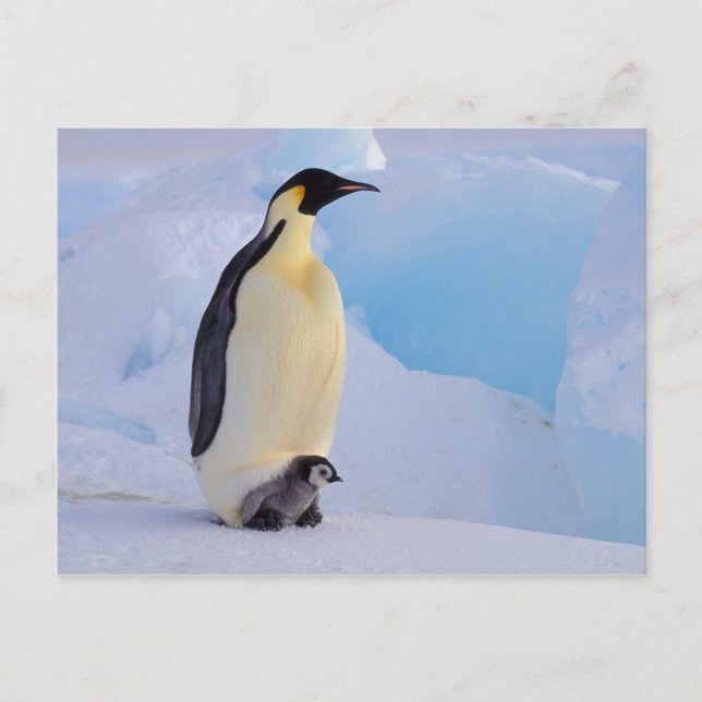 Antarktis, Kaiser Pinguin (Aptenodytes) Postkarte (Vorderseite)