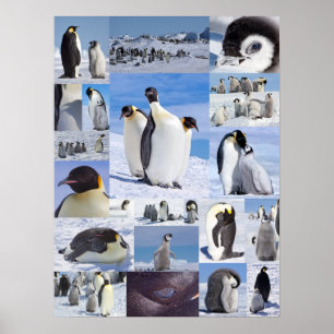 Antarktis Kaiser Pinguin Collage Poster