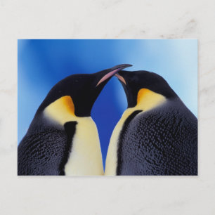 Antarktis, Kaiserpinguine Postkarte