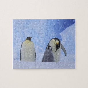 Antarktis. Kaiserpinguine und Küken Puzzle