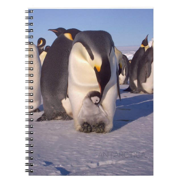 Antarktis Mutterpenguin streichelt Baby Notizblock (Vorderseite)
