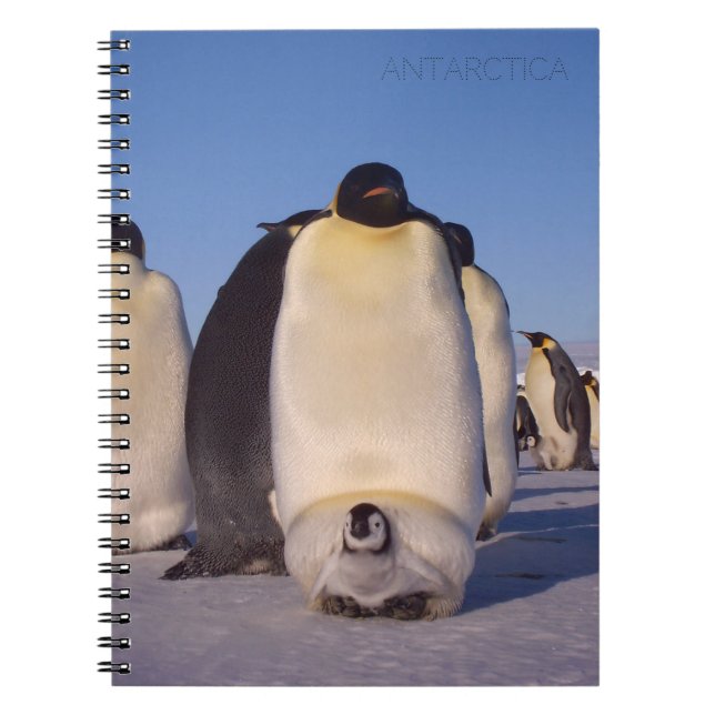 Antarktis, Pinguinherde Foto Notizblock (Vorderseite)