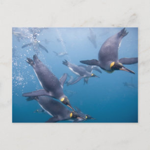 Antarktis, South Georgia Island (UK), 2 Postkarte