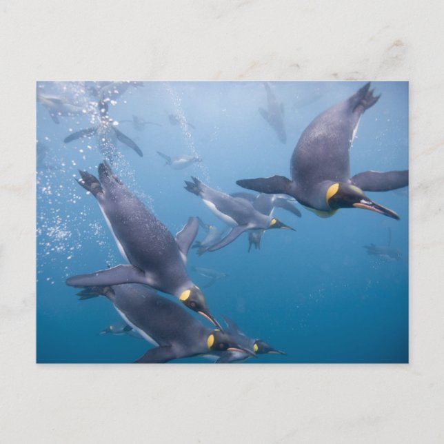 Antarktis, South Georgia Island (UK), 2 Postkarte (Vorderseite)