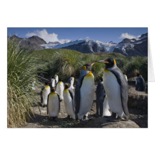 Antarktis, South Georgia Island UK), König