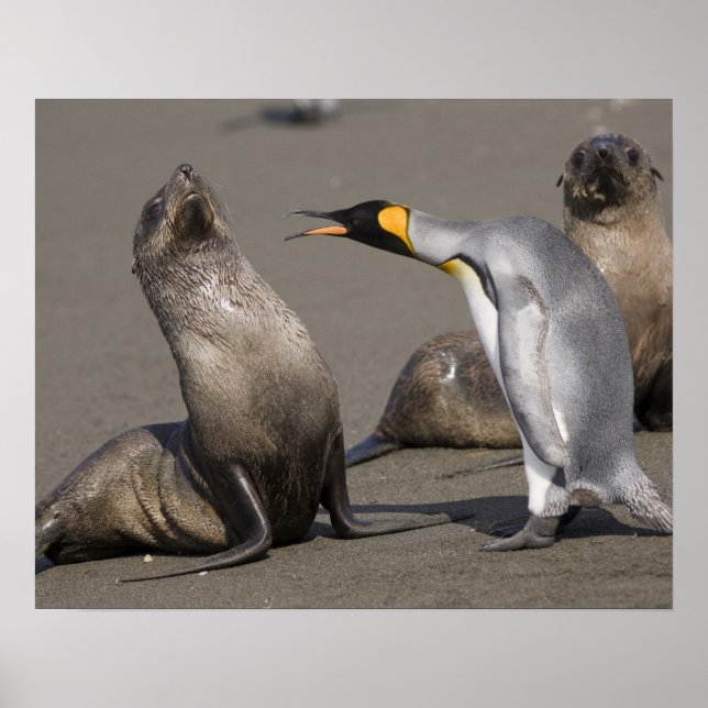 Antarktis, South Georgia Island (UK), König 3 Poster (Vorne)