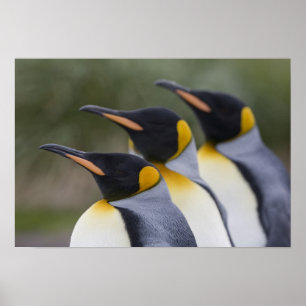 Antarktis, South Georgia Island UK), König 5 Poster