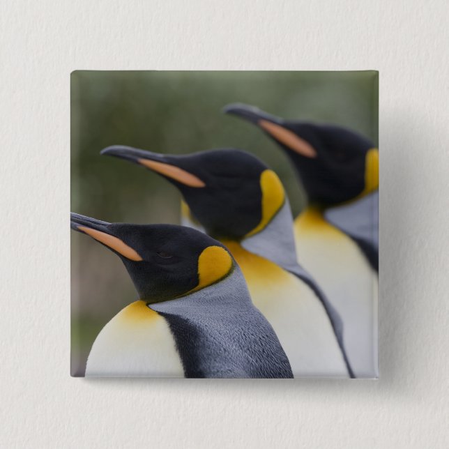 Antarktis, South Georgia Island UK), König Button (Vorderseite)