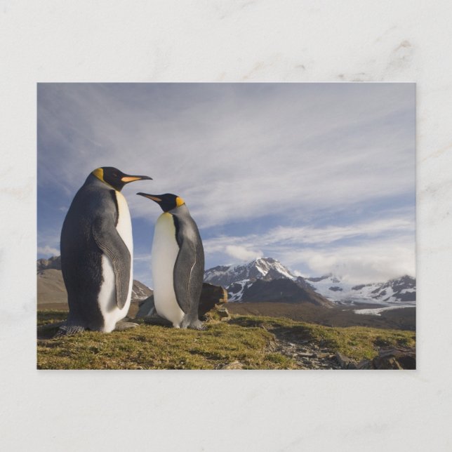 Antarktis, South Georgia Island UK), König Postkarte (Vorderseite)