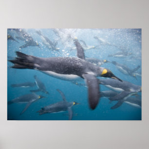 Antarktis, South Georgia Island Vereinigtes Königr Poster