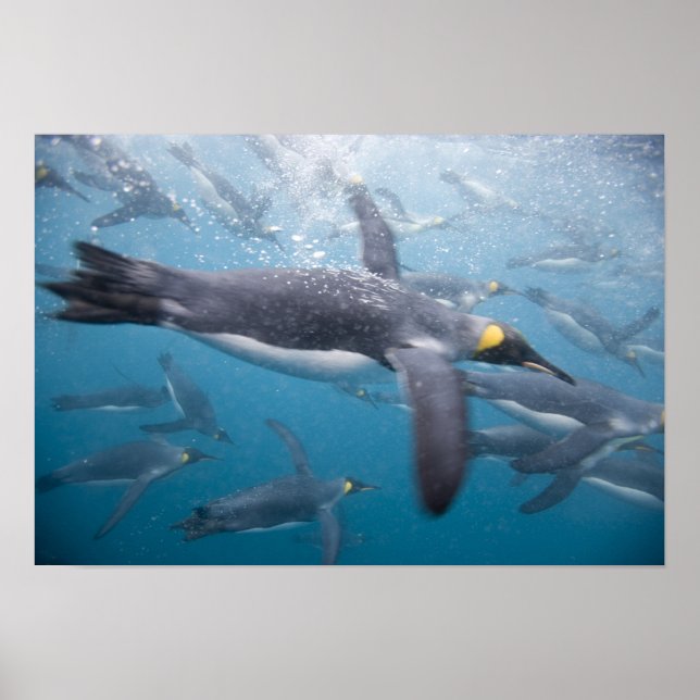 Antarktis, South Georgia Island Vereinigtes Königr Poster (Vorne)