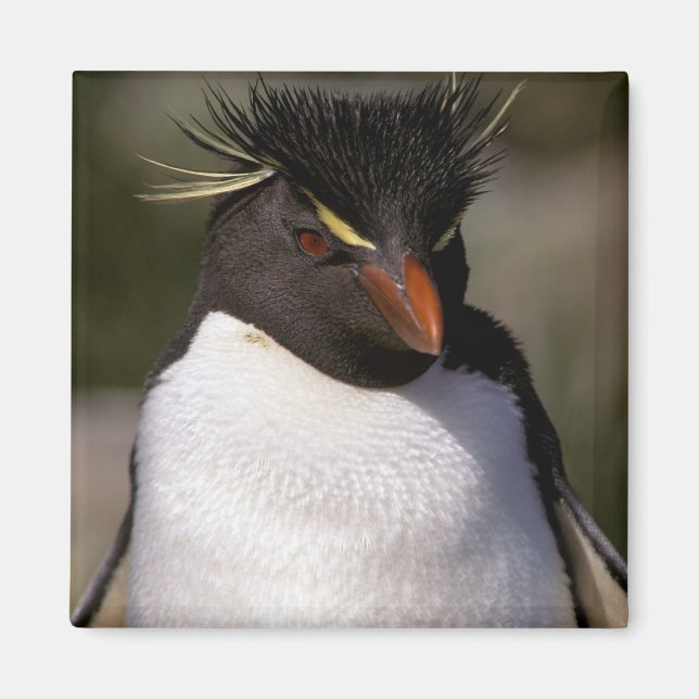 Antarktis, subantarktische Inseln, Süden 5 Magnet (Vorne)