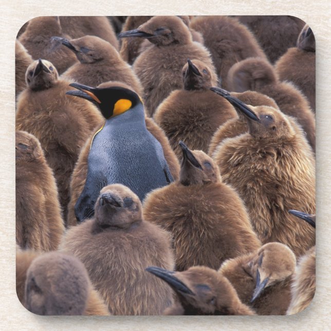 Antarktis, Süd-Georgien-Insel, Königspinguine Getränkeuntersetzer (Vorderseite)