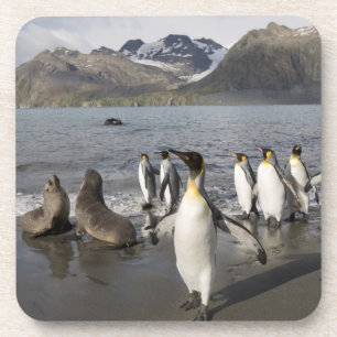 Antarktis, Südgeorgien (UK), Antarktis 2 Getränkeuntersetzer