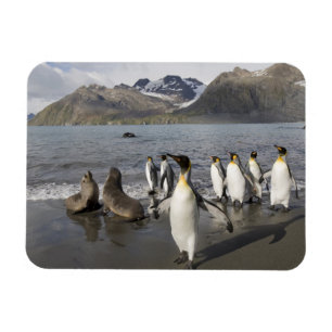 Antarktis, Südgeorgien (UK), Antarktis 2 Magnet