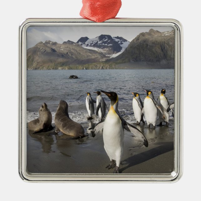 Antarktis, Südgeorgien (UK), Antarktis 2 Ornament Aus Metall (Vorne)