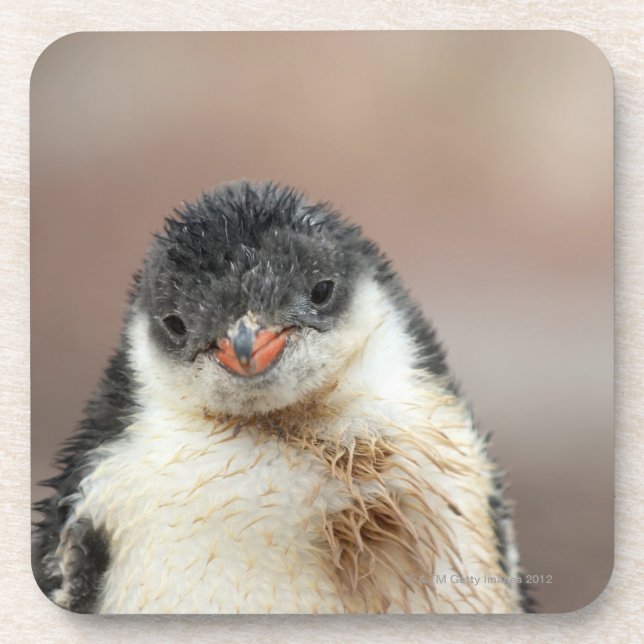 Antarktisch Getränkeuntersetzer (Vorderseite)