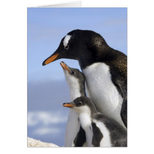 Antarktische Halbinsel, Neko-Hafen, Gentoo