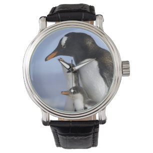 Antarktische Halbinsel, Neko-Hafen, Gentoo Armbanduhr