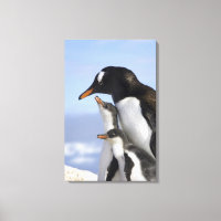 Antarktische Halbinsel, Neko Hafen, Gentoo