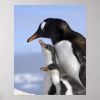 Antarktische Halbinsel, Neko Hafen, Gentoo