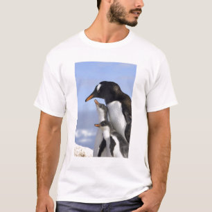 Antarktische Halbinsel, Neko Hafen, Gentoo T-Shirt