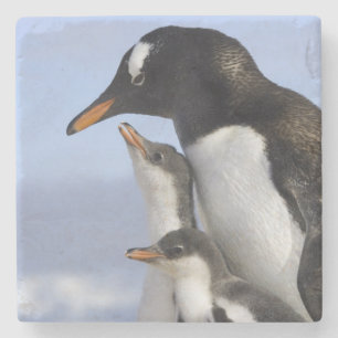 Antarktische Halbinsel, Neko Harbour, Gentoo Steinuntersetzer