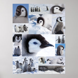 Antarktische Kaiserpenguin-Küken-Foto-Collage Poster