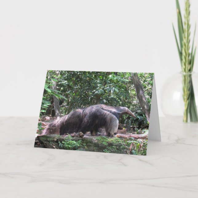 Anteater Greycard Karte (Vorderseite)