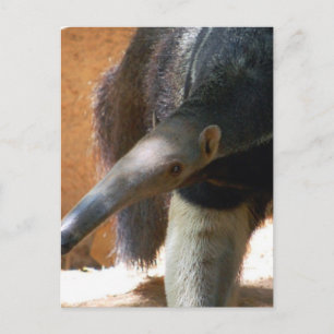 Anteater Postkarte