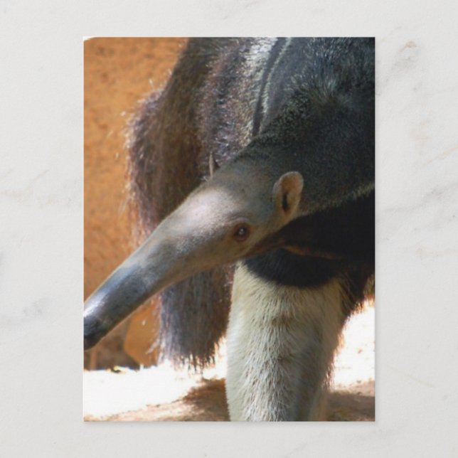 Anteater Postkarte (Vorderseite)