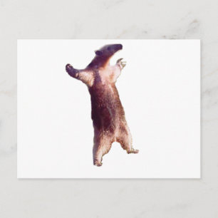 Anteater Postkarte