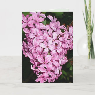 Anteil der LIlacs Karte