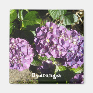 Anteile der Lila Hydrangea Magnet