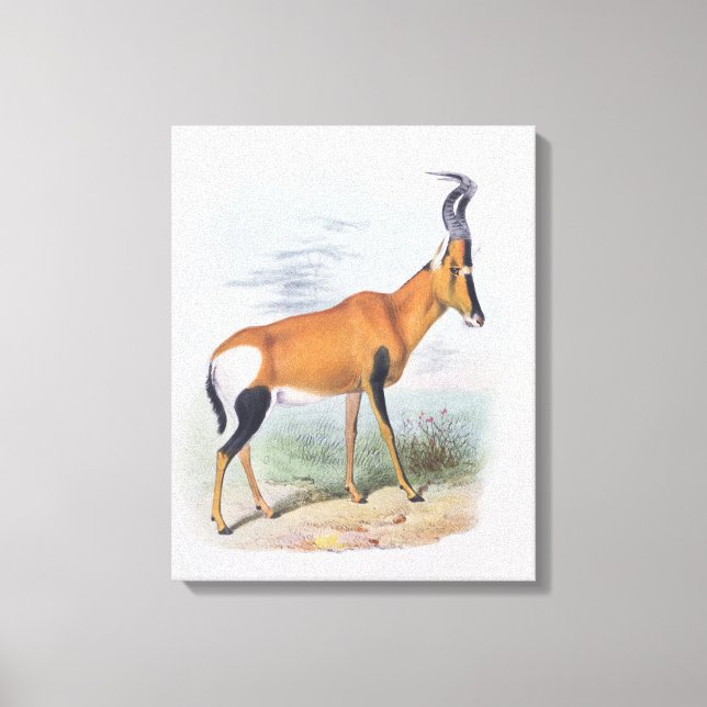 Antelope, aus dem Buch Antelopes, Leinwanddruck (Vorderseite)