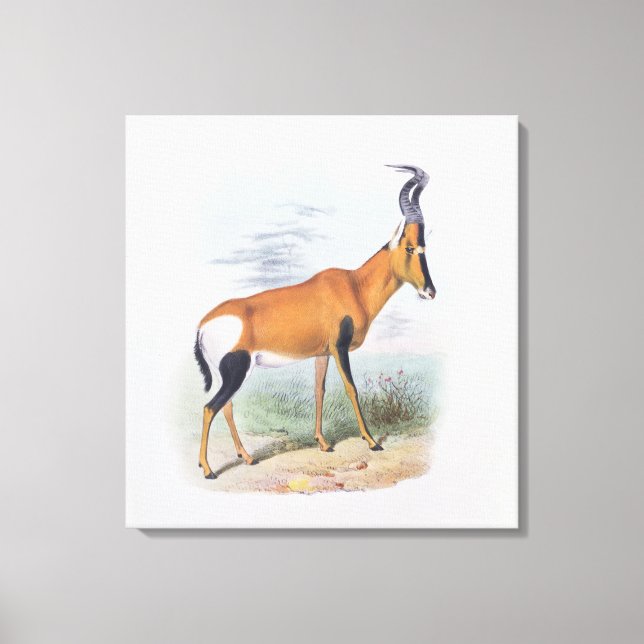 Antelope, aus dem Buch Antelopes, Leinwanddruck (Vorderseite)