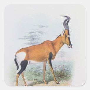 Antelope, aus dem Buch Antelopes, Quadratischer Aufkleber