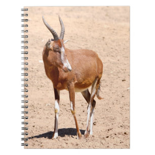 Antelope blesbok notizblock