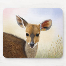 Antelope Bushbuck Young African Deer Zeichnend