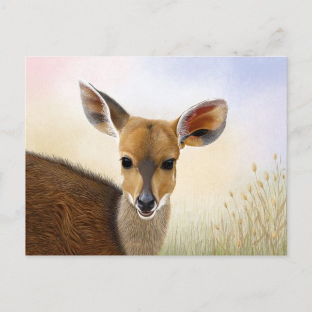 Antelope Bushbuck Young African Deer Zeichnend Postkarte (Vorderseite)