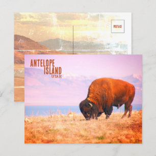 Antelope Island Bison Postkarte