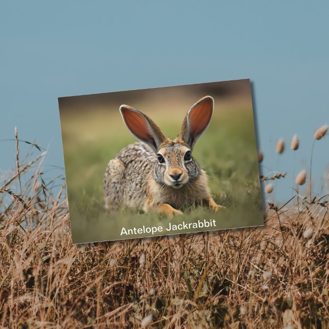 Antelope Jackkaninchen auf Gras Postkarte (Von Creator hochgeladen)