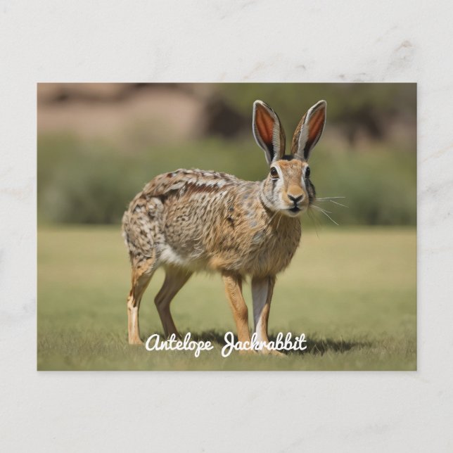 Antelope Jackrabbit stehend auf Gras Postkarte (Vorderseite)