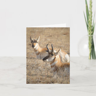 Antelope Morning - Thank You Card Karte