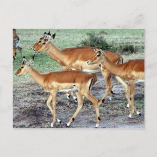 Antelope Postkarte