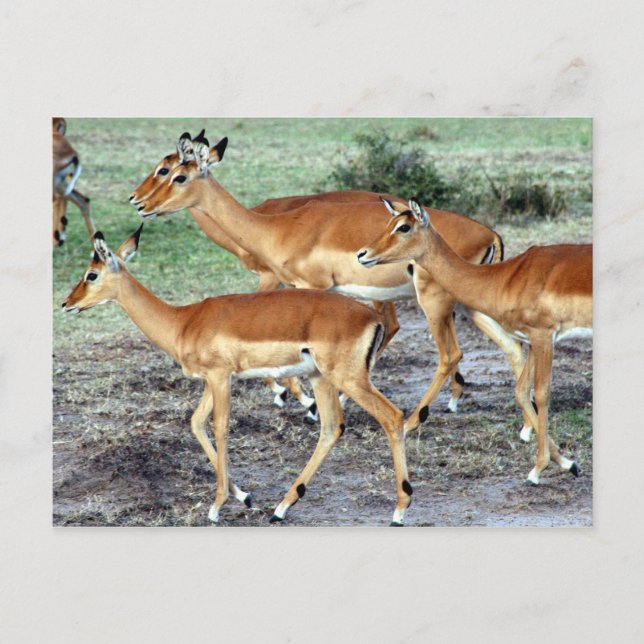 Antelope Postkarte (Vorderseite)