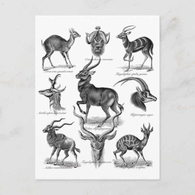 Antelopes Postkarte (Vorderseite)