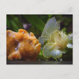 Antennarius commerson & Taenianotus triacanthus Postkarte