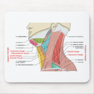 Anteriore Anatomische Muskeln im hinteren Dreieck Mousepad