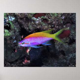Anthia Poster
